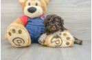 Funny Poodle Baby