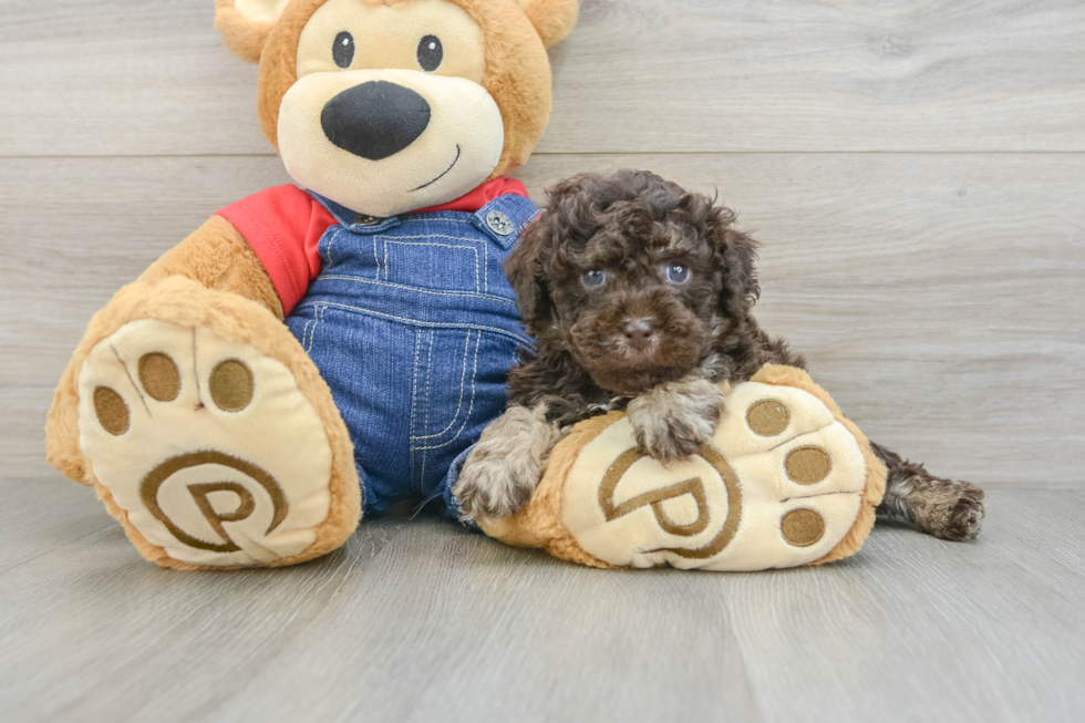 Funny Poodle Baby