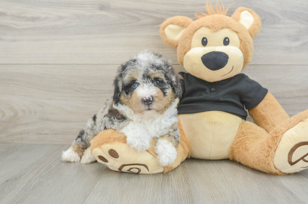 5 week old Poodle Puppy For Sale - Seaside Pups