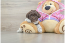 Akc Registered Poodle Purebred Pup