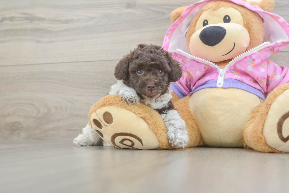 Akc Registered Poodle Purebred Pup