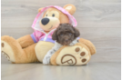 Small Poodle Purebred Pup