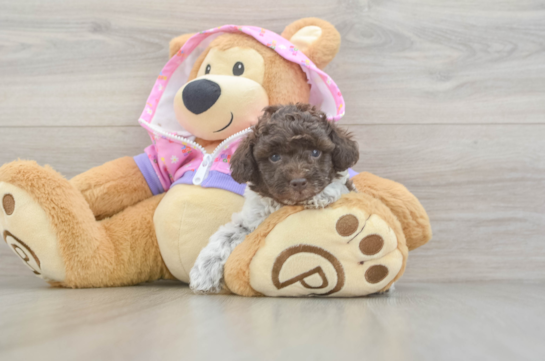 Small Poodle Purebred Pup