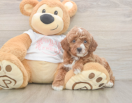 5 week old Poodle Puppy For Sale - Seaside Pups