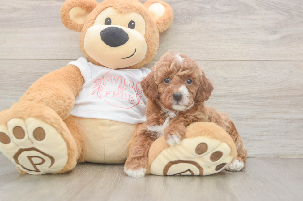 5 week old Poodle Puppy For Sale - Seaside Pups