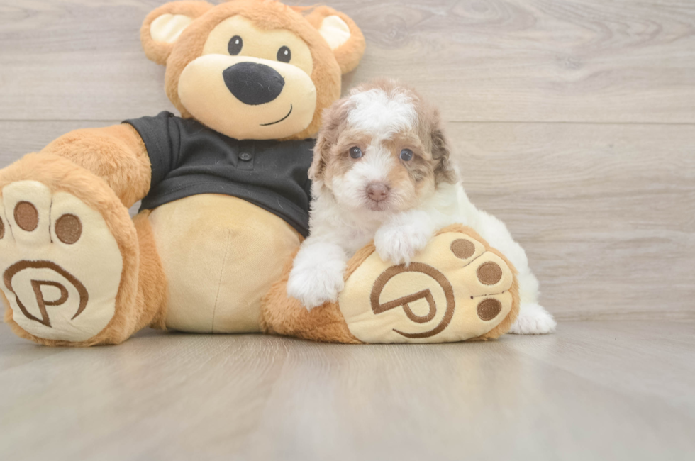 5 week old Poodle Puppy For Sale - Seaside Pups