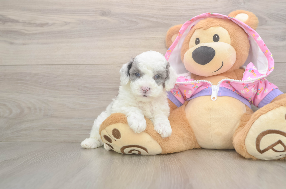5 week old Poodle Puppy For Sale - Seaside Pups