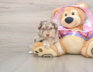 5 week old Poodle Puppy For Sale - Seaside Pups