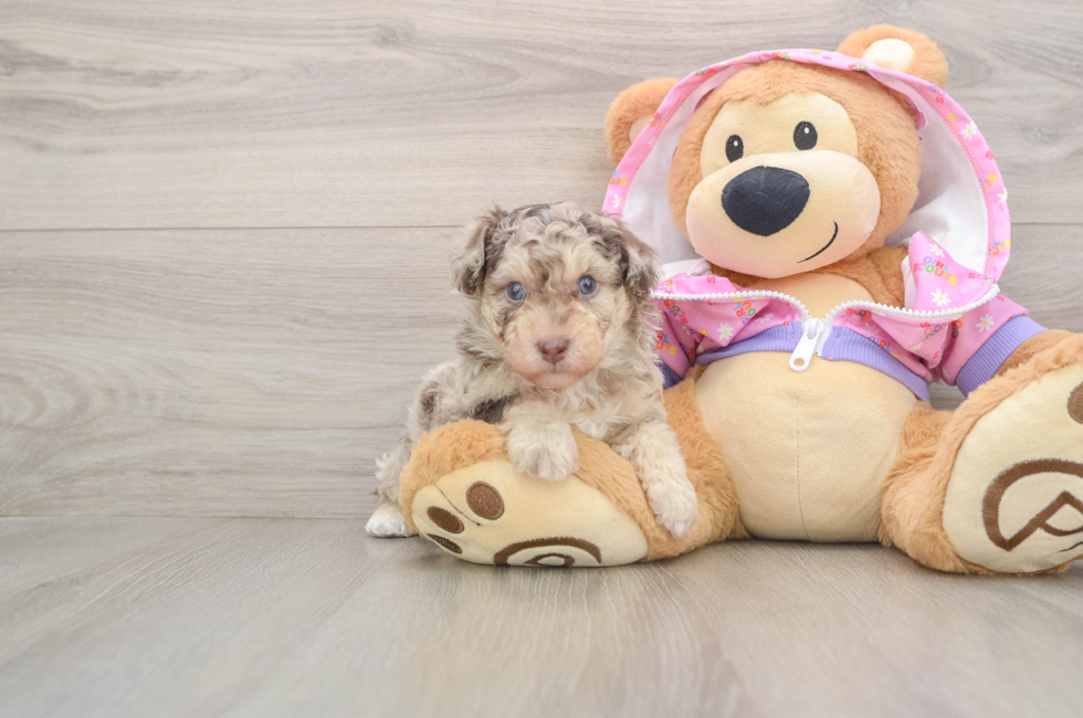 5 week old Poodle Puppy For Sale - Seaside Pups
