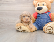 8 week old Poodle Puppy For Sale - Seaside Pups