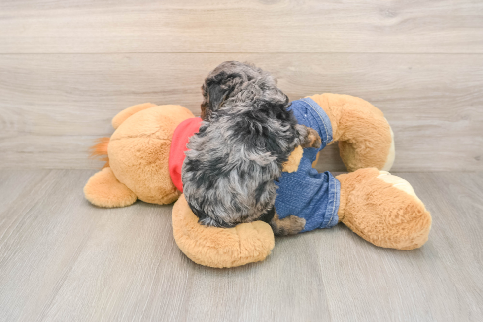 Smart Pudel Purebred Puppy