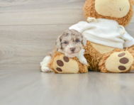 8 week old Poodle Puppy For Sale - Seaside Pups