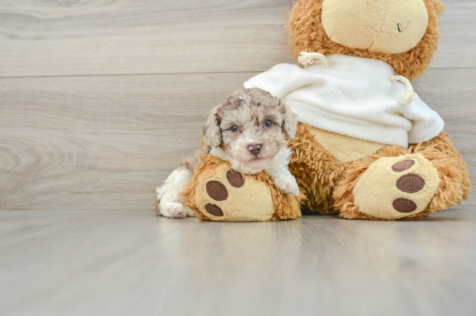 8 week old Poodle Puppy For Sale - Seaside Pups