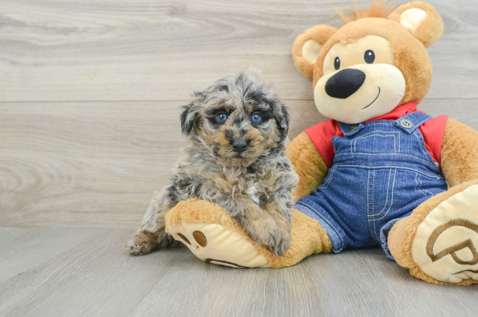 6 week old Poodle Puppy For Sale - Seaside Pups