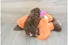 Best Poodle Baby