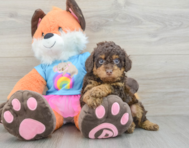 6 week old Poodle Puppy For Sale - Seaside Pups