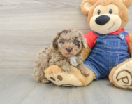 6 week old Poodle Puppy For Sale - Seaside Pups