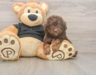 6 week old Poodle Puppy For Sale - Seaside Pups