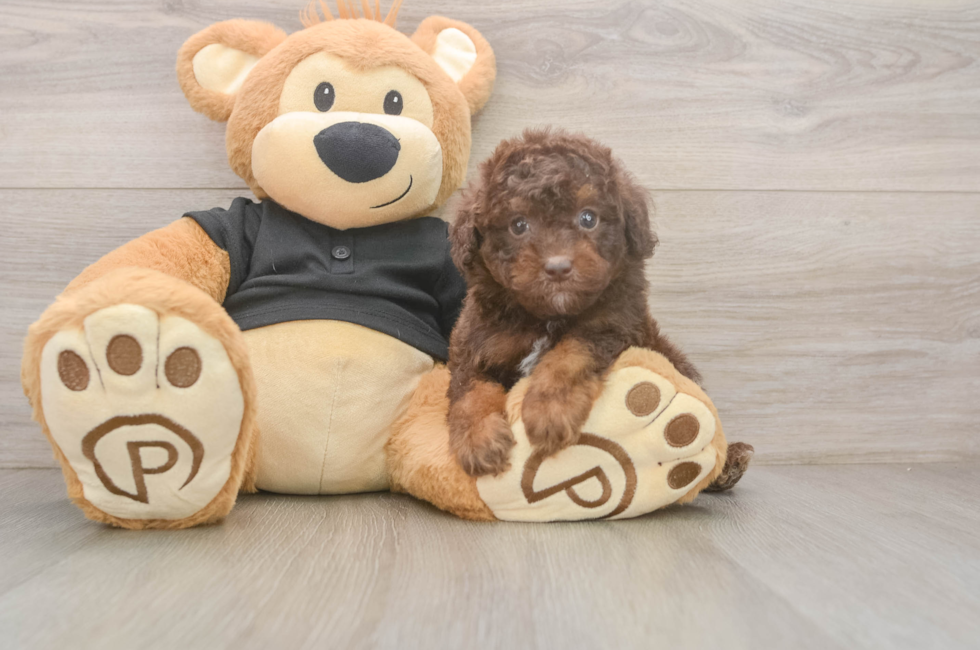 6 week old Poodle Puppy For Sale - Seaside Pups