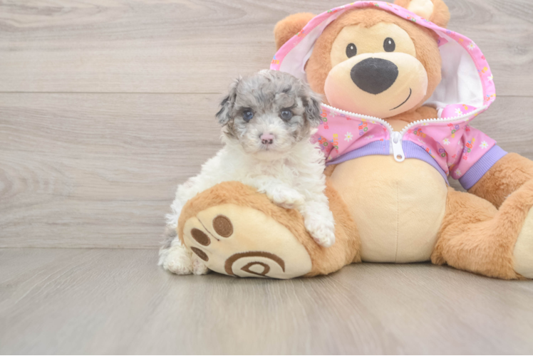 Energetic Caniche Purebred Puppy