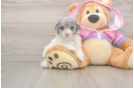 Energetic Caniche Purebred Puppy