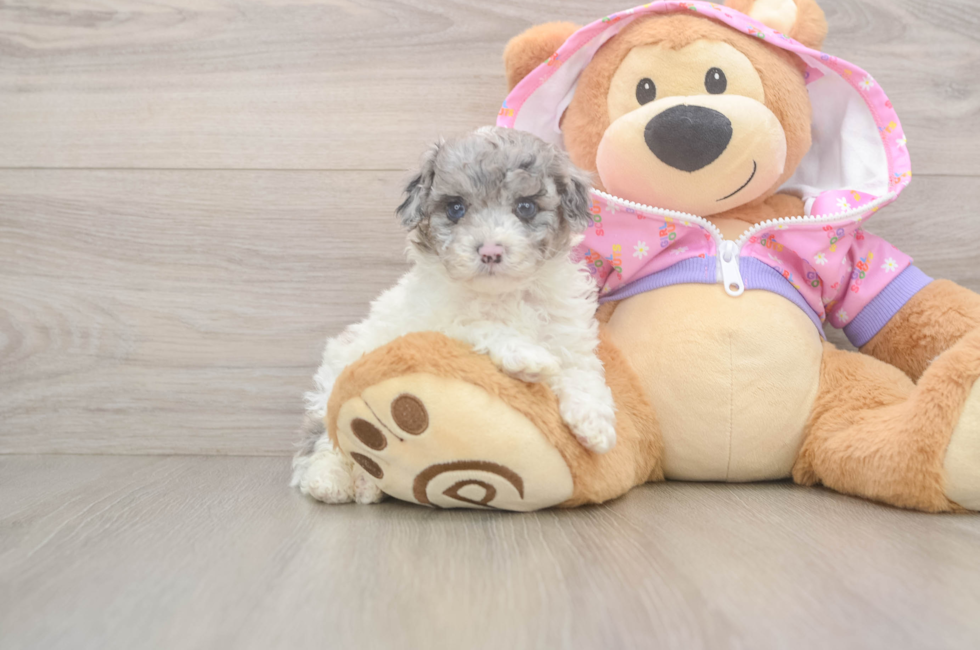 5 week old Poodle Puppy For Sale - Seaside Pups