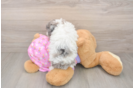 Poodle Pup Being Cute