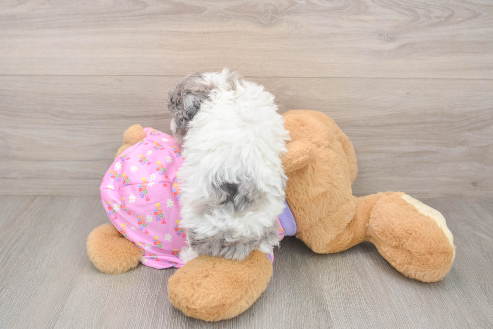 Poodle Pup Being Cute