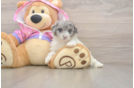 Best Poodle Baby