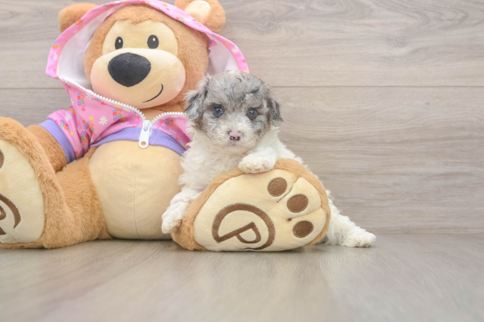Best Poodle Baby