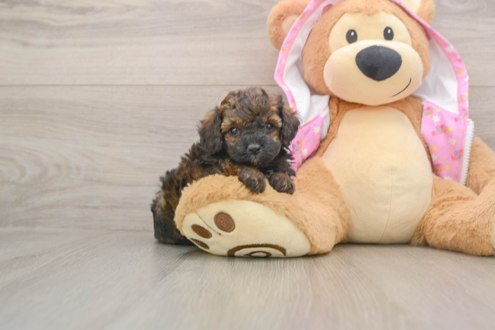 Small Poodle Purebred Pup