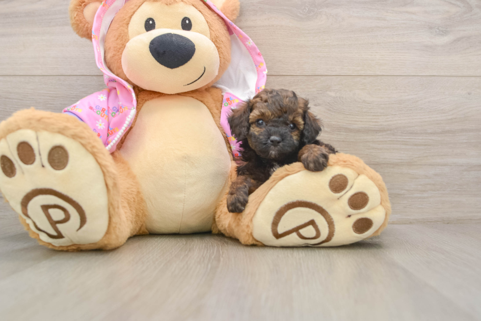 Poodle Pup Being Cute