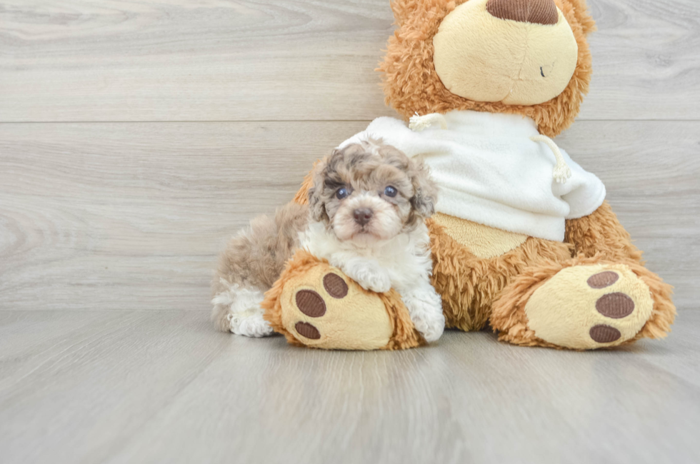 9 week old Poodle Puppy For Sale - Seaside Pups