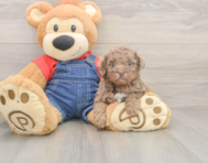 8 week old Poodle Puppy For Sale - Seaside Pups