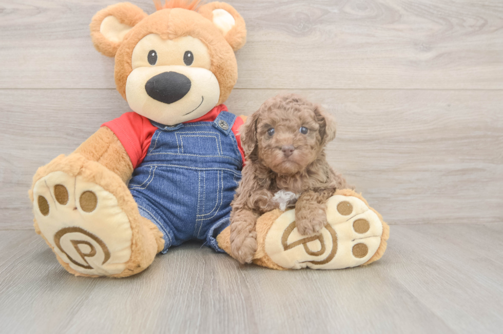 5 week old Poodle Puppy For Sale - Seaside Pups