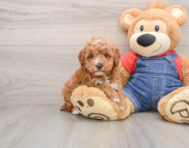 6 week old Poodle Puppy For Sale - Seaside Pups