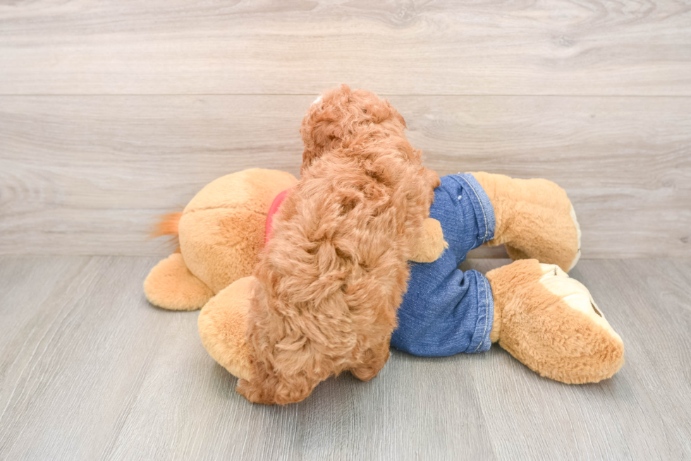 Small Poodle Purebred Pup