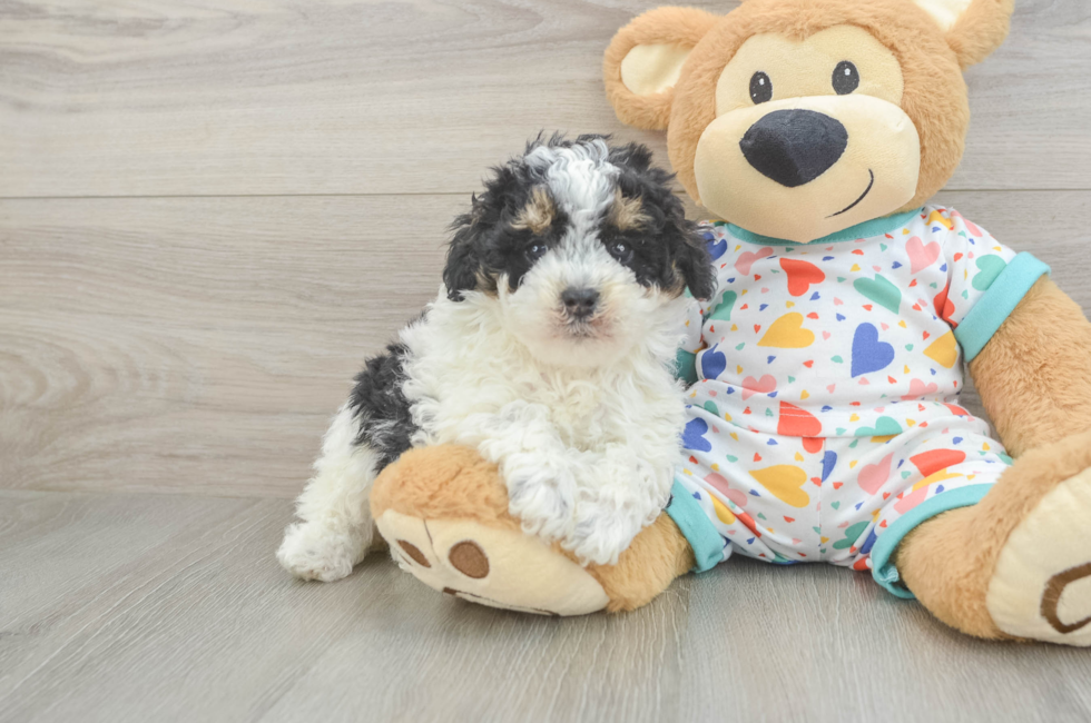 5 week old Poodle Puppy For Sale - Seaside Pups
