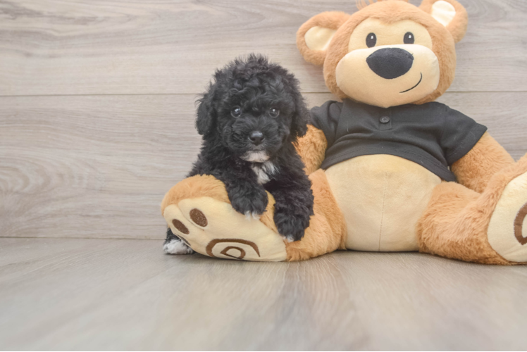 Fluffy Pudle Purebred Puppy