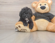6 week old Poodle Puppy For Sale - Seaside Pups