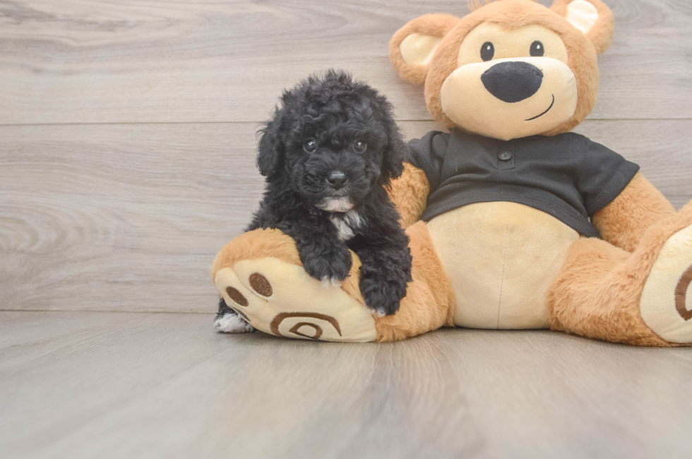 6 week old Poodle Puppy For Sale - Seaside Pups