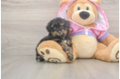 Poodle Puppy for Adoption