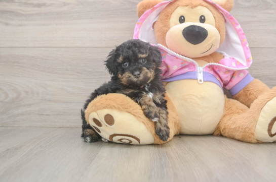 Poodle Puppy for Adoption
