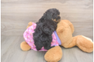 Little Poodle Purebred Pup