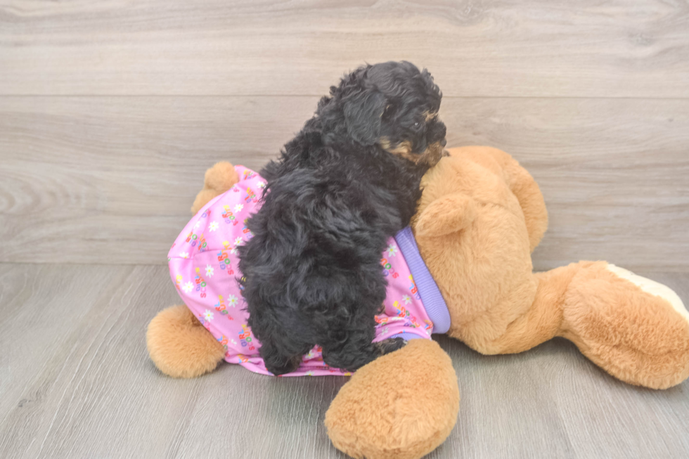 Little Poodle Purebred Pup