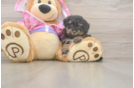 Best Poodle Baby