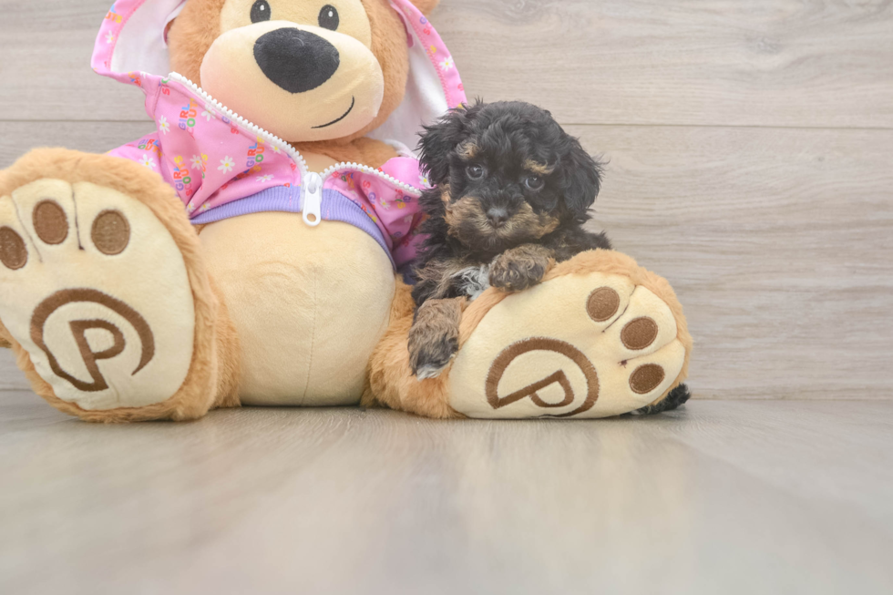 Best Poodle Baby
