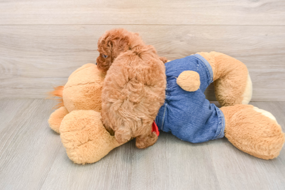 Playful Poodle Purebred Pup