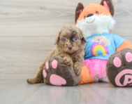 8 week old Poodle Puppy For Sale - Seaside Pups
