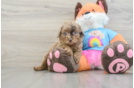 Best Poodle Baby